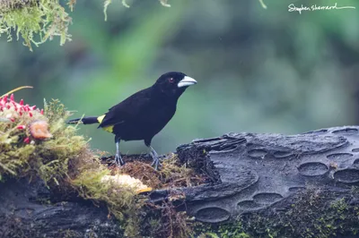 Ecuador