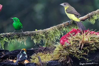Ecuador
