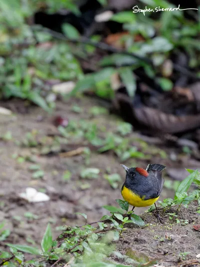 Ecuador