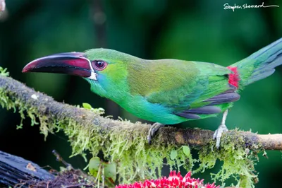 Ecuador