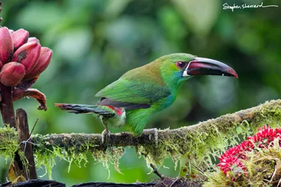 Ecuador
