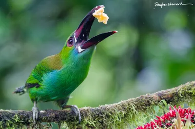 Ecuador