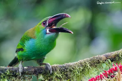 Ecuador