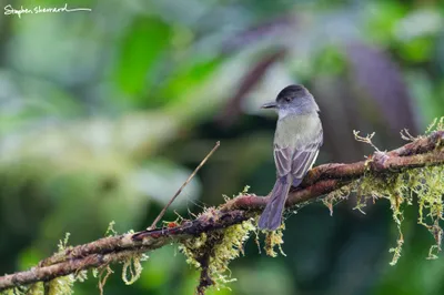 Ecuador