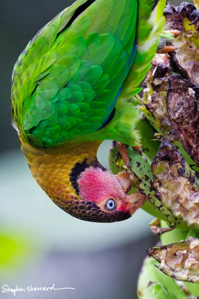 Ecuador