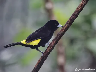 Ecuador