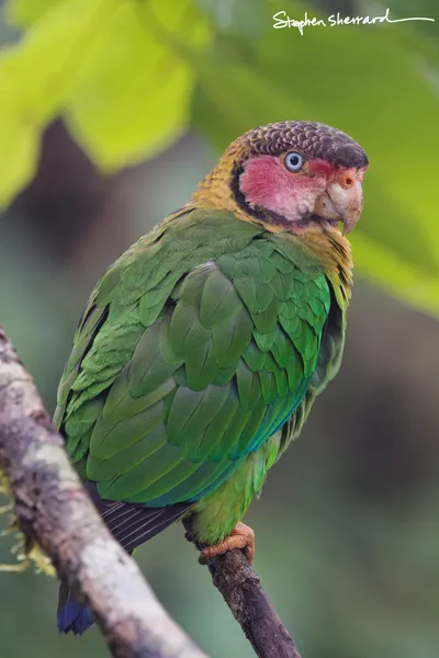 Ecuador