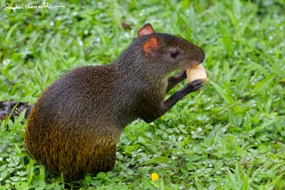 Ecuador