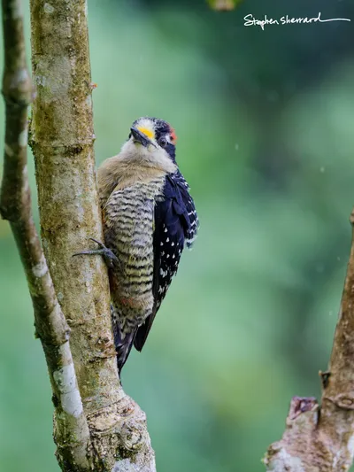 Ecuador