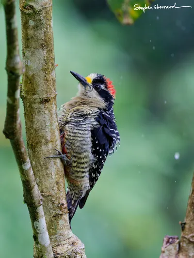 Ecuador