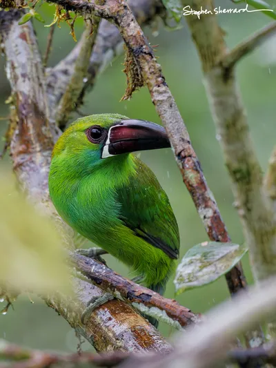 Ecuador