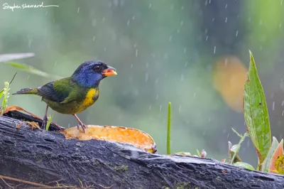 Ecuador