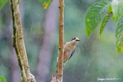 Ecuador