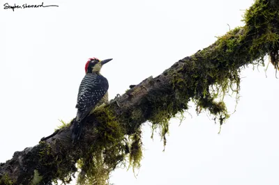 Ecuador
