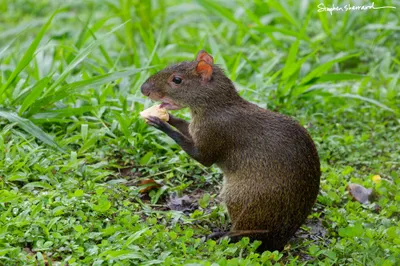 Ecuador