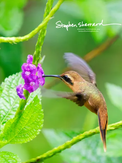 Hummingbirds of Costa Rica