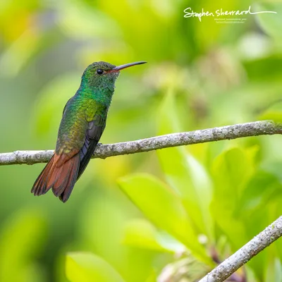 Hummingbirds of Costa Rica