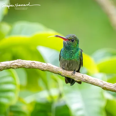Hummingbirds of Costa Rica