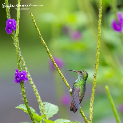 Hummingbirds of Costa Rica