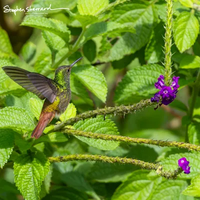 Hummingbirds of Costa Rica