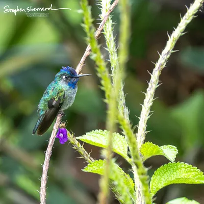 Hummingbirds of Costa Rica