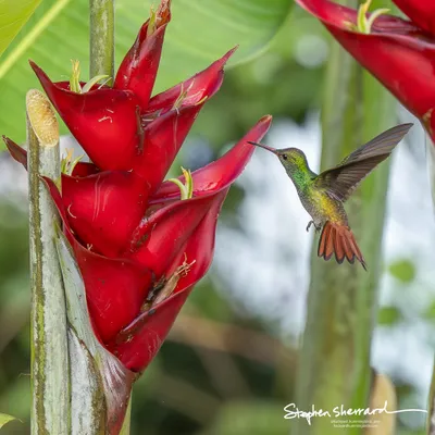 Hummingbirds of Costa Rica