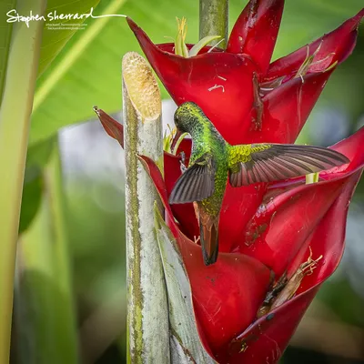 Hummingbirds of Costa Rica
