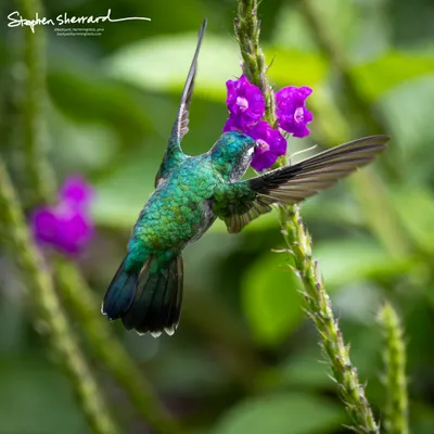 Hummingbirds of Costa Rica