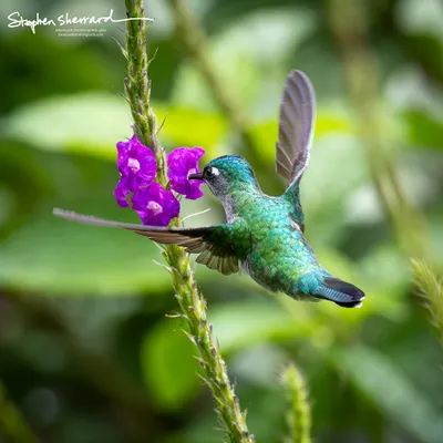 Hummingbirds of Costa Rica