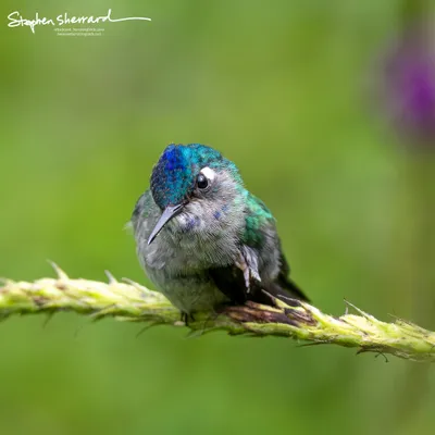 Hummingbirds of Costa Rica