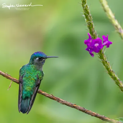 Hummingbirds of Costa Rica