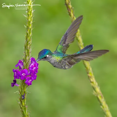 Hummingbirds of Costa Rica