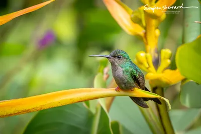 Hummingbirds of Costa Rica