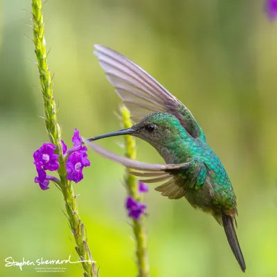 Hummingbirds of Costa Rica