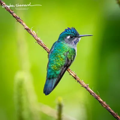Hummingbirds of Costa Rica