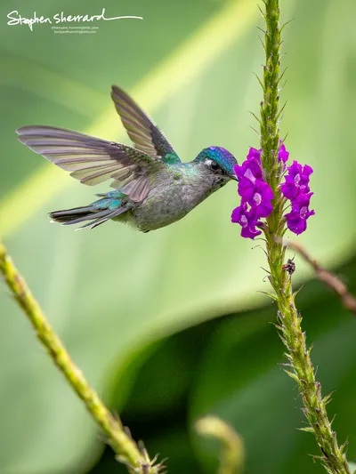 Hummingbirds of Costa Rica