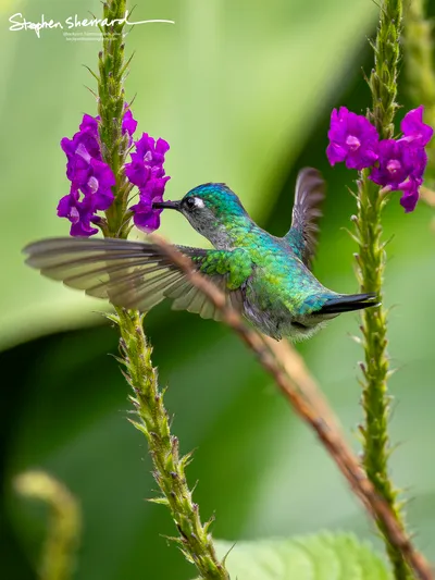 Hummingbirds of Costa Rica