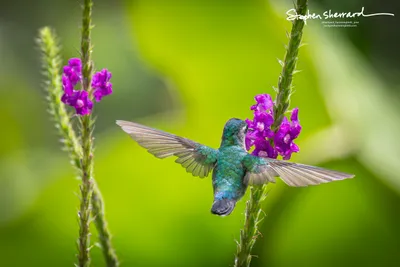 Hummingbirds of Costa Rica
