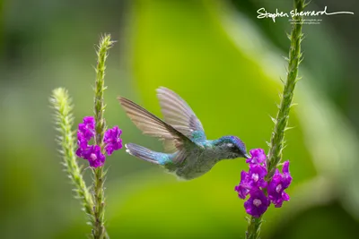 Hummingbirds of Costa Rica