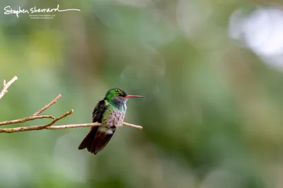 Hummingbirds of Costa Rica