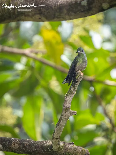 Hummingbirds of Costa Rica