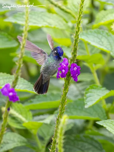 Hummingbirds of Costa Rica
