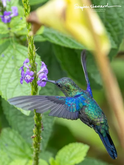 Hummingbirds of Costa Rica
