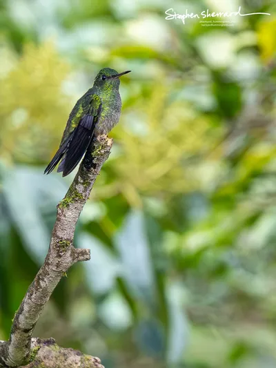 Hummingbirds of Costa Rica
