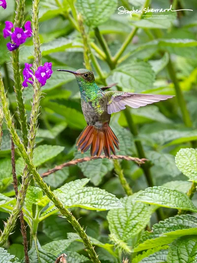 Hummingbirds of Costa Rica