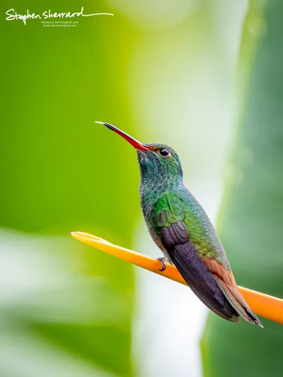 Hummingbirds of Costa Rica