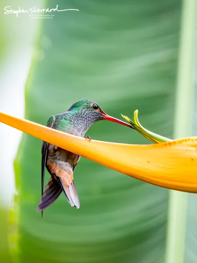 Hummingbirds of Costa Rica