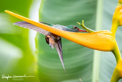 Hummingbirds of Costa Rica