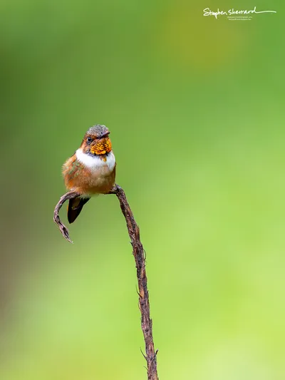 Hummingbirds of Costa Rica