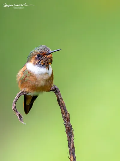 Hummingbirds of Costa Rica